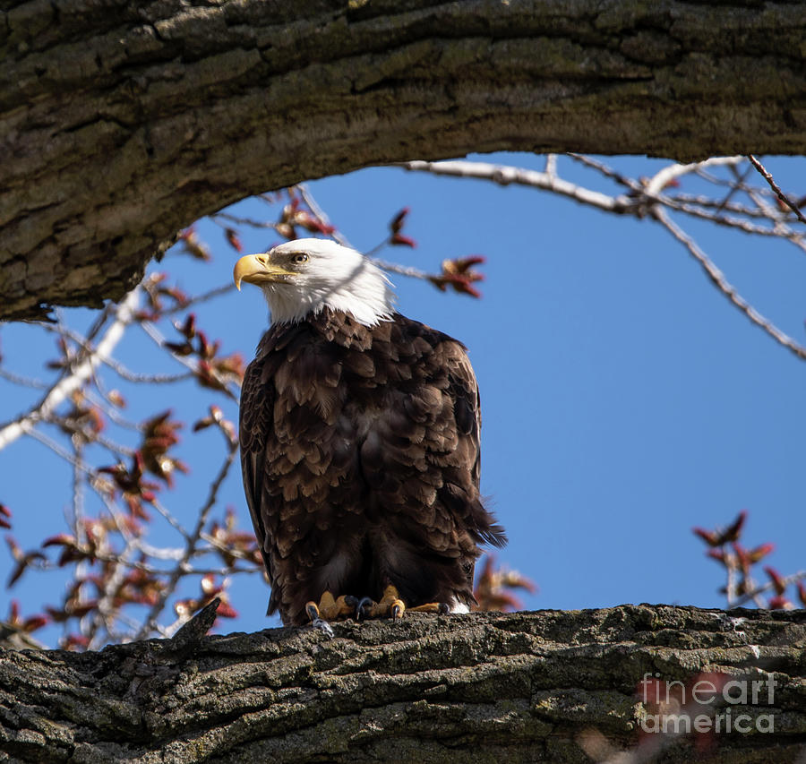 Mooseheart Eagle - 15 Photograph by David Bearden