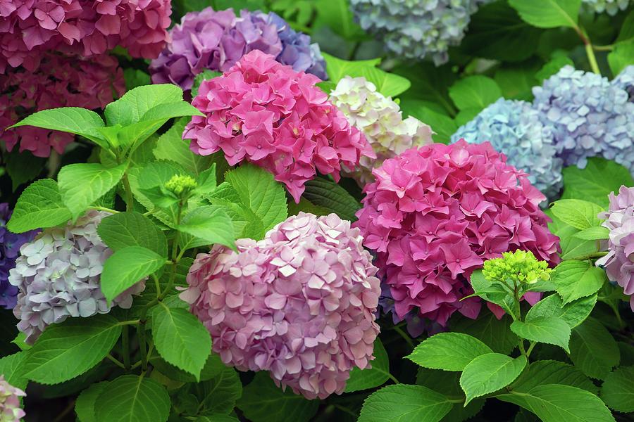 Mophead Hydrangea Macrophylla Photograph by Ken Welsh - Fine Art America