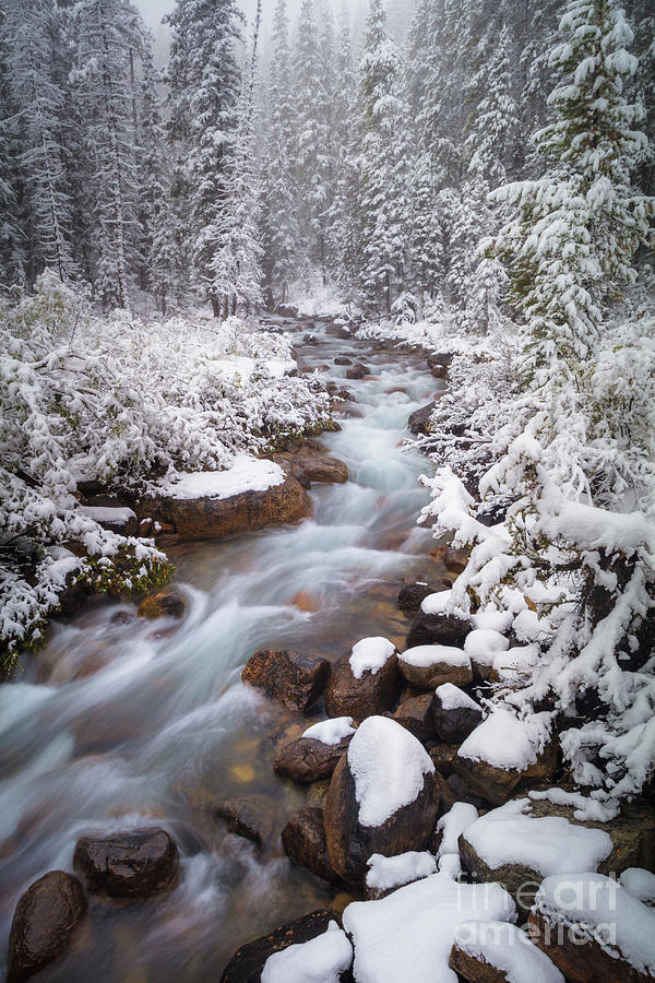Moraine Creek Photograph by Inge Johnsson