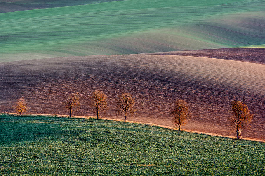 Tree Photograph - Moravian Landscape by Zaiga Steina