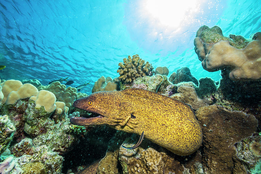 Moray Eel Digital Art by Manfred Bortoli