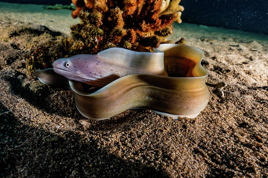 Fish Pyrography - Moray eel Mooray lycodontis undulatus in the Red Sea, eilat israel by Avner Efrati
