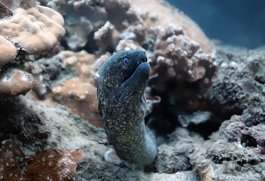 Moray Eel - Black Rock Photograph by Anthony Jones