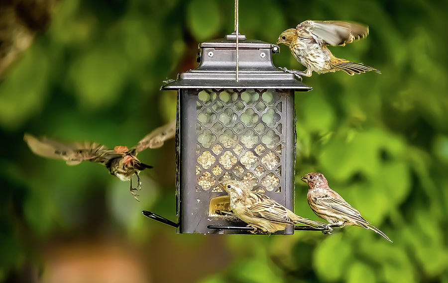 More Action at the Bird Feeder Digital Art by Ed Stines