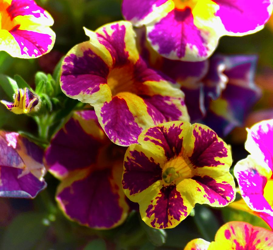 More Juicy Colored Flowers  Photograph by Debra Grace Addison