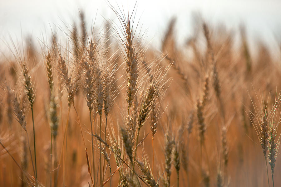 More Wheat Photograph by Todd Klassy
