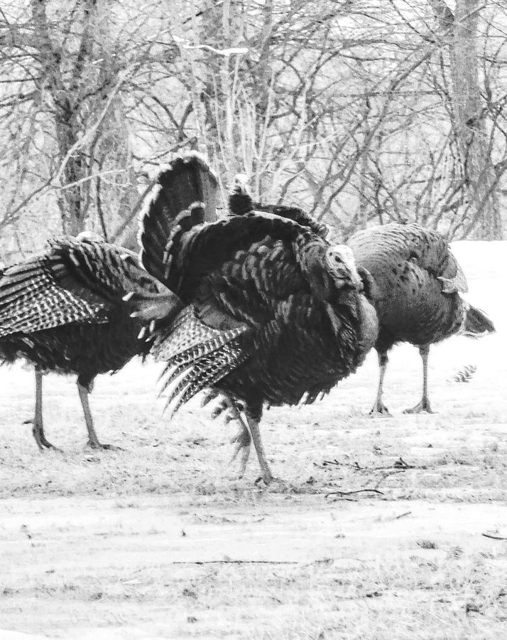 More Wild Turkeys in Black and White Photograph by Curtis Tilleraas