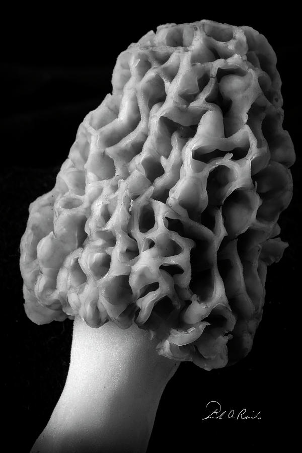 Morel Photograph by Frederic A Reinecke