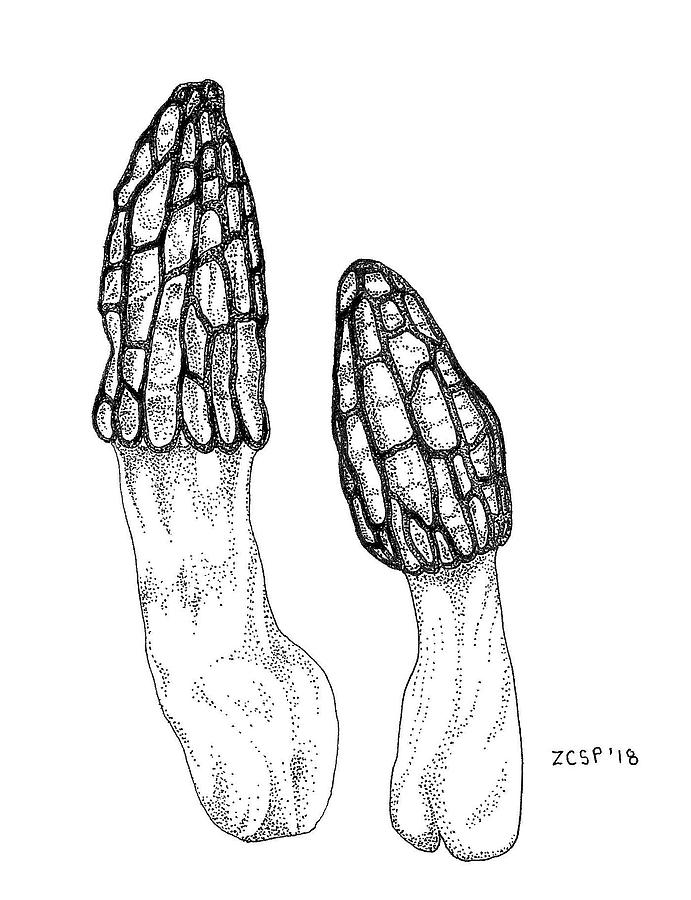 Mushroom Drawing - Morel - Morchella spp. by Zephyr Polk
