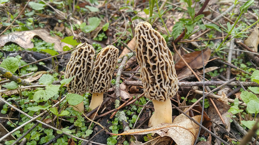 Morel Mushrooms In The Woods Photograph