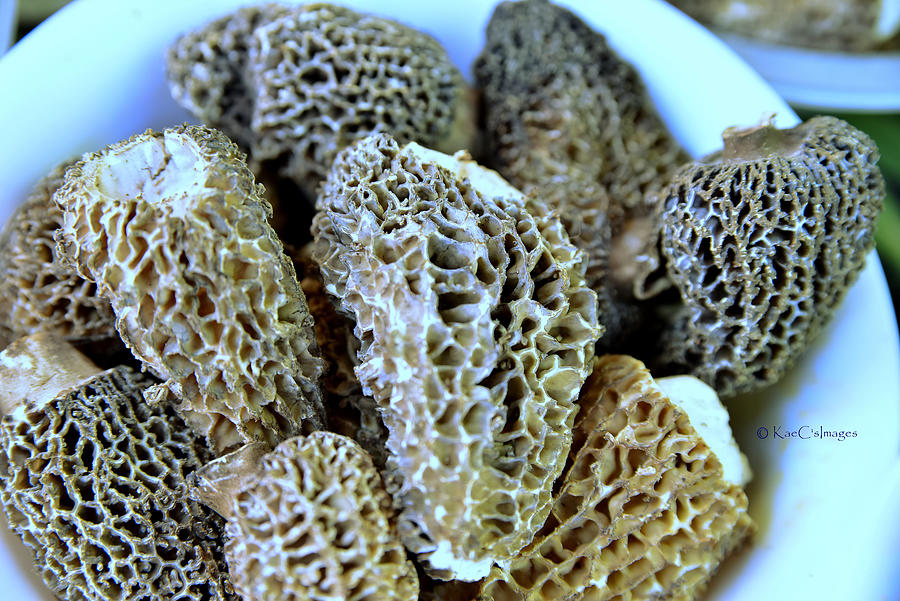 Morel Mushrooms Photograph by Kae Cheatham