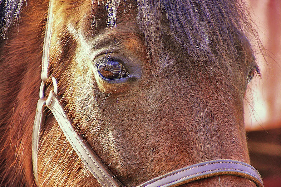 Morgan Horse Photograph by Dressage Design