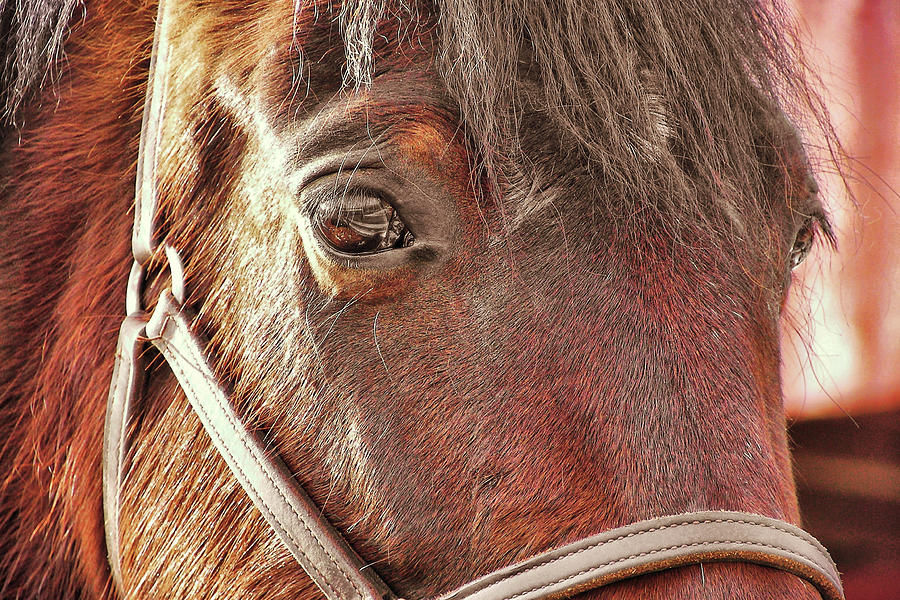 Horse Photograph - Morgan Horse by JAMART Photography