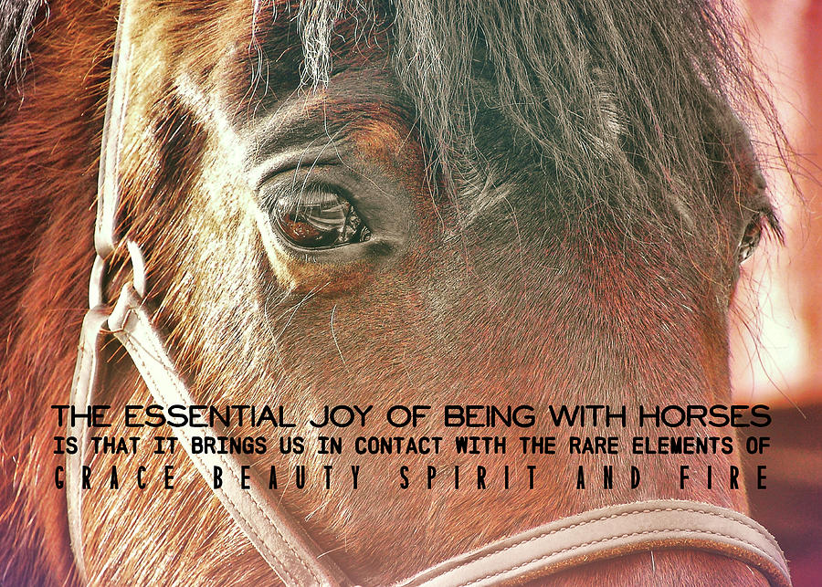 MORGAN HORSE quote Photograph by JAMART Photography