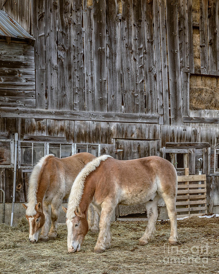 Winter Photograph - Horses by the Barn Sugarbush Farm by Edward Fielding
