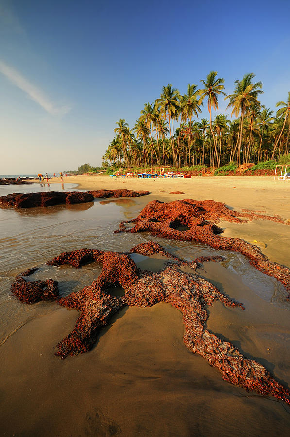 Morjim Beach, Goa, India Photograph by Chrishepburn