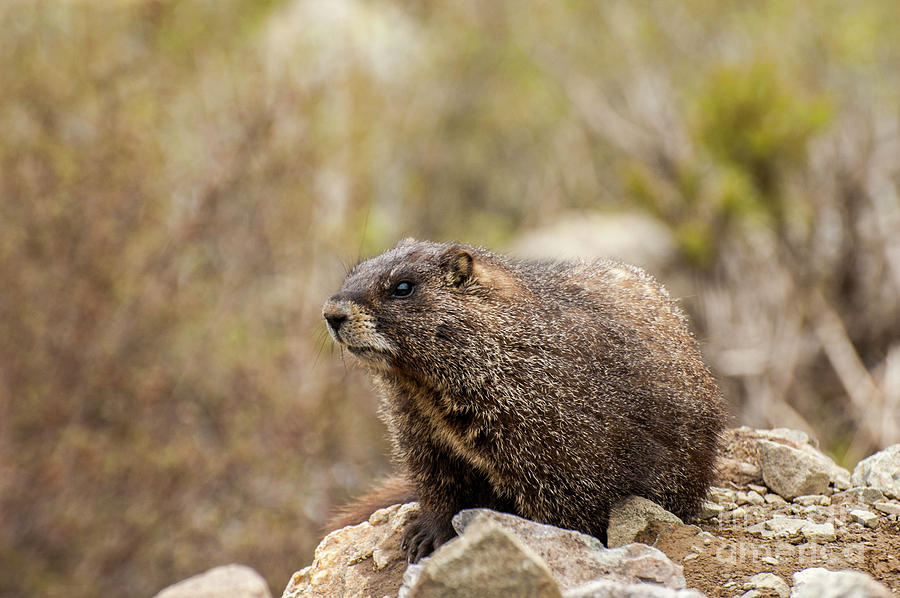 Mormot 1 Photograph by Tim Mulina
