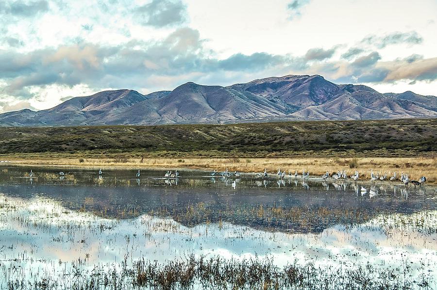 Morning Ascension Bosque del Apache NWR by NaturesPix Morning Ascension Bosque del Apache NWR by NaturesPix