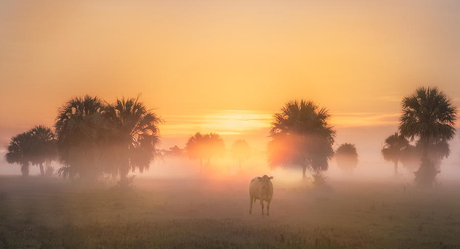 Morning At Florida Farm Photograph by Liwen Tao