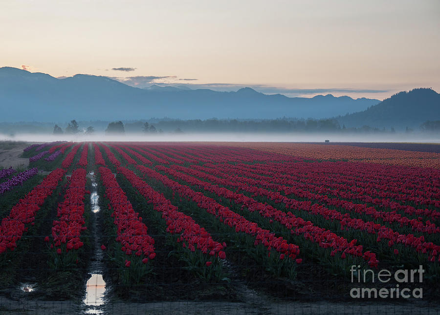 Morning at tulip field landscape by Valerie Garner Morning at tulip field landscape by Valerie Garner