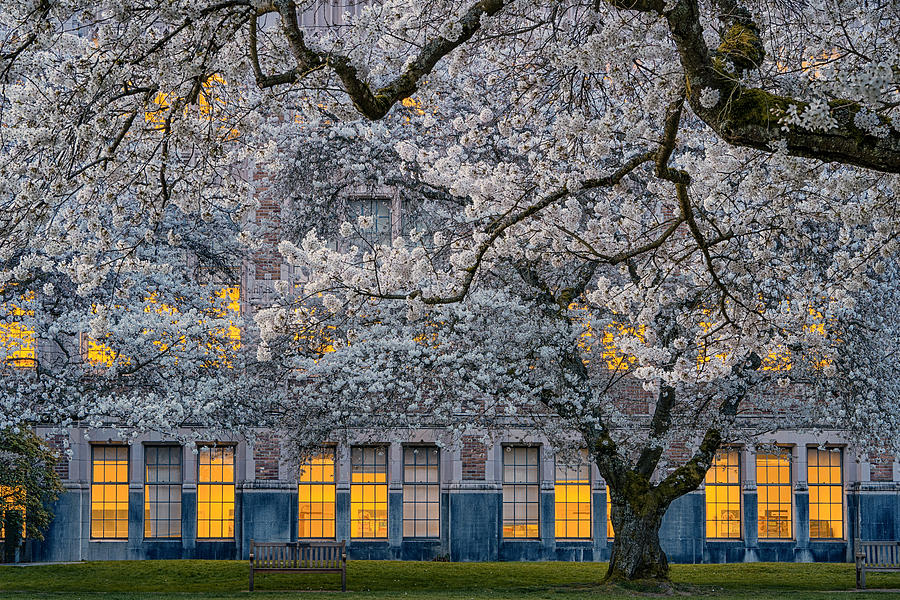 Morning Photograph - Morning At University Of Washington by Lydia Jacobs