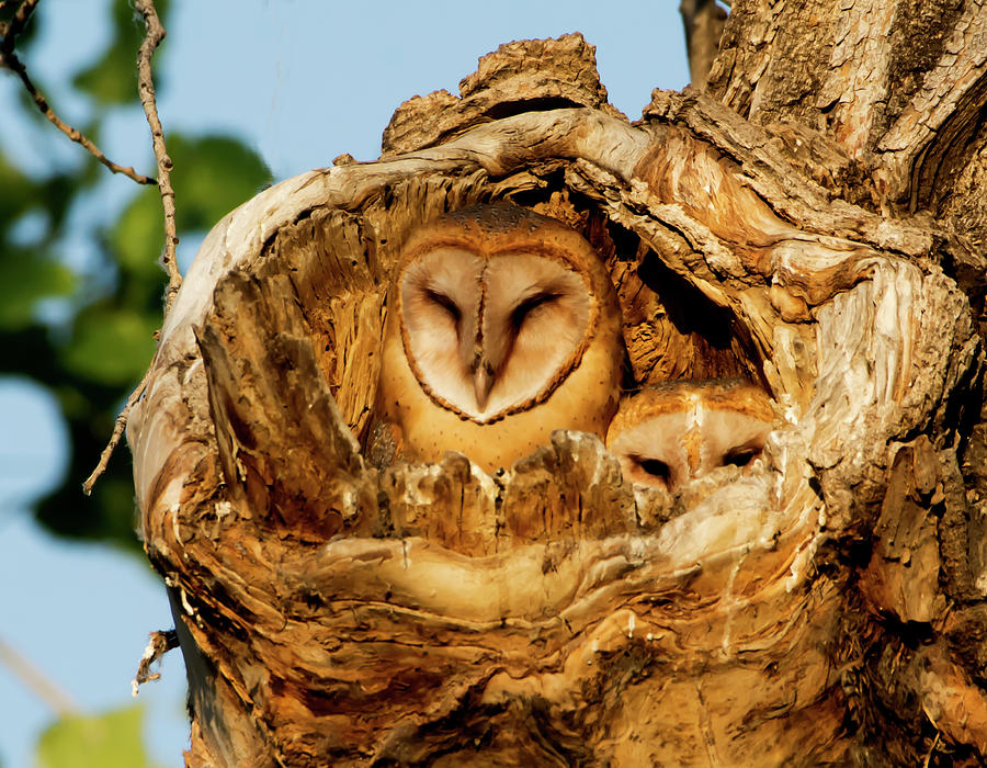 Morning Barn Owls Photograph