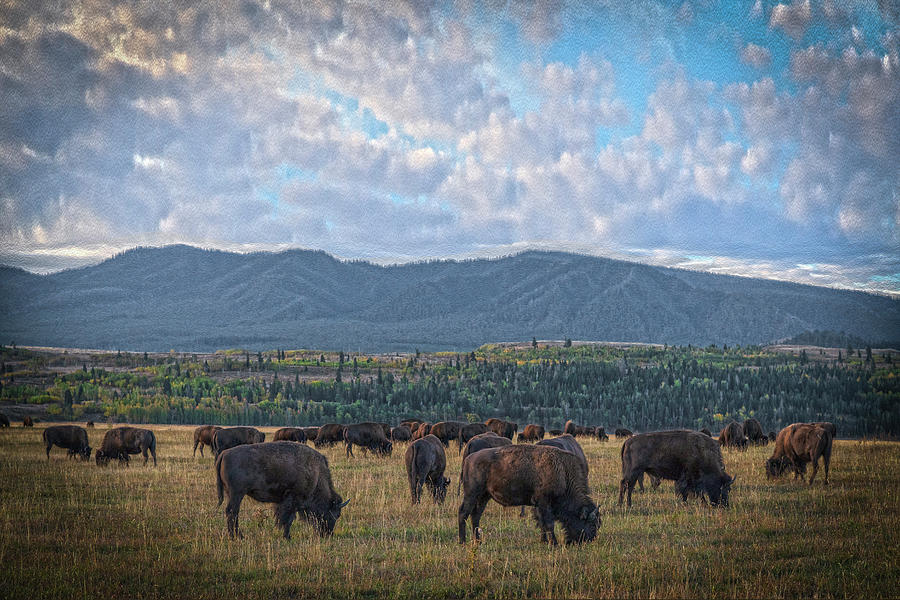 Mountain Photograph - Morning Bison Grazing Two Versions by Angelo Marcialis