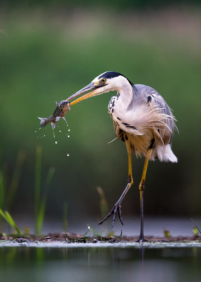 Animal Photograph - Morning Catch by Young Feng