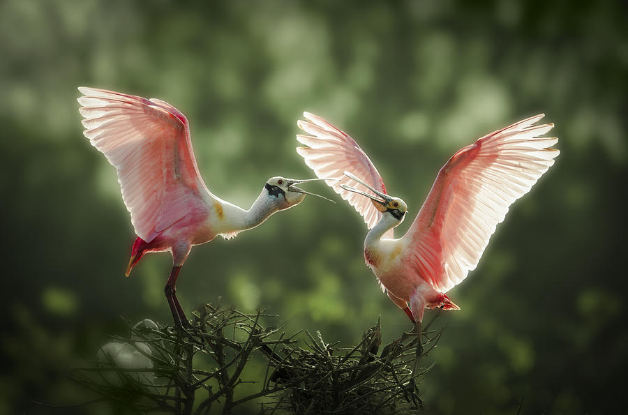 Spoonbill Photograph - Morning Chatters by Nan Wei