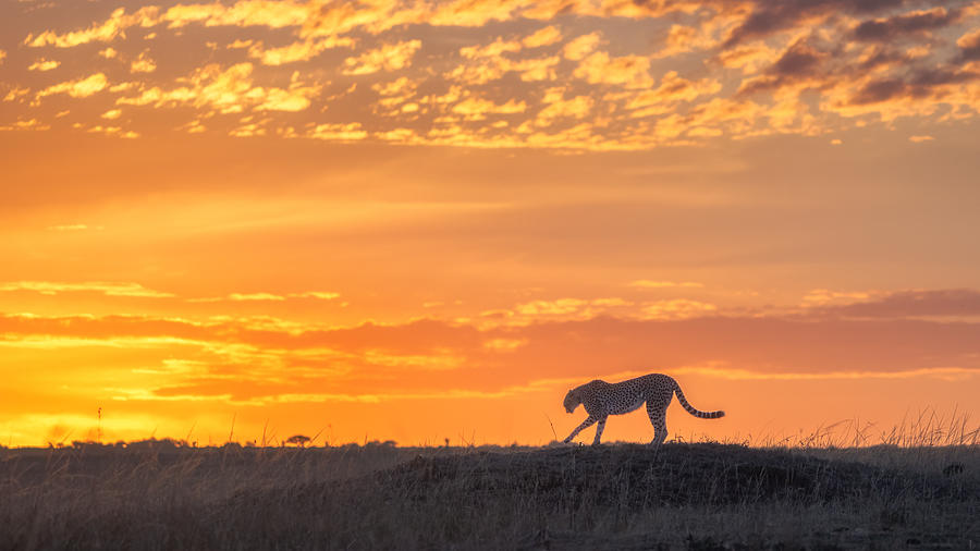 Morning Cheetah Photograph by Min Li | Fine Art America