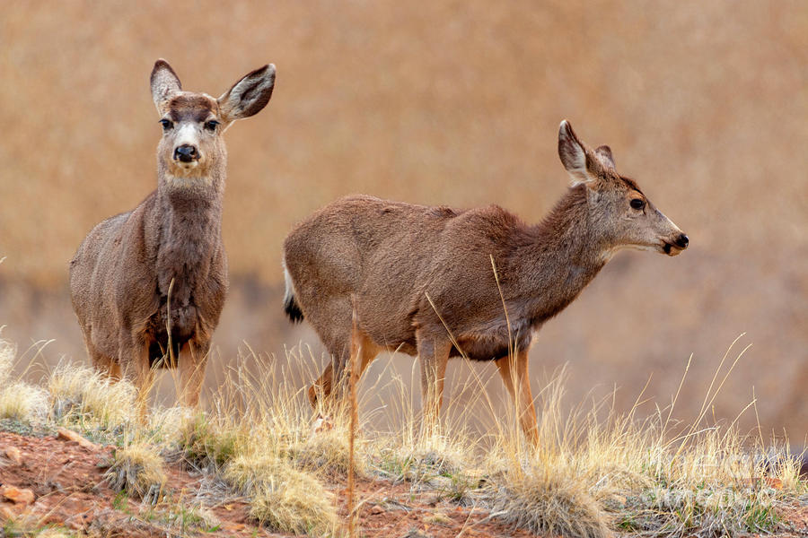 Morning Deer Herd Photograph by Steven Krull