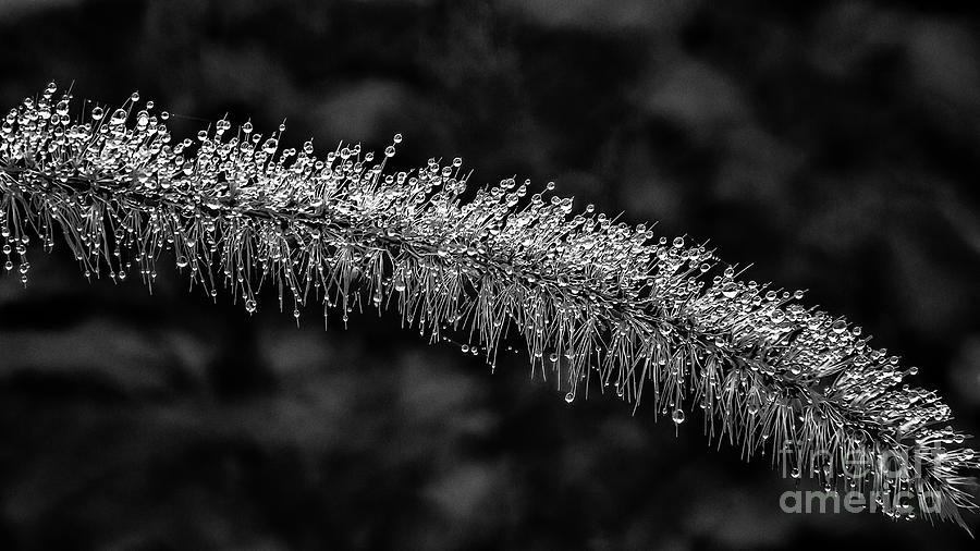 Morning dew BW Photograph by Lyl Dil Creations