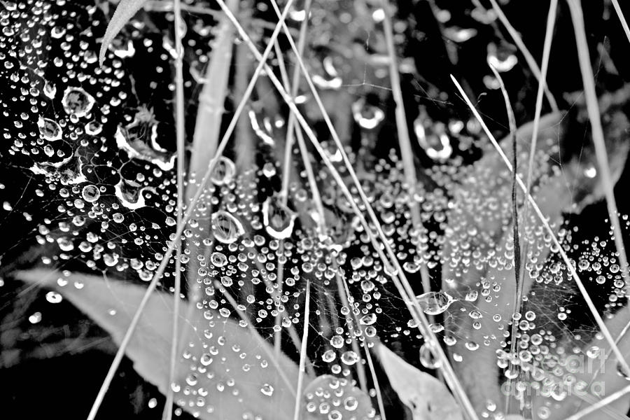 Morning Dew Drops Photograph by Debra Banks