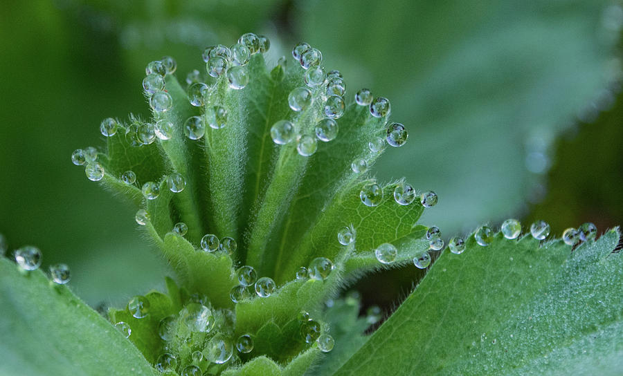 Morning Dew Drops Photograph by Jean Noren
