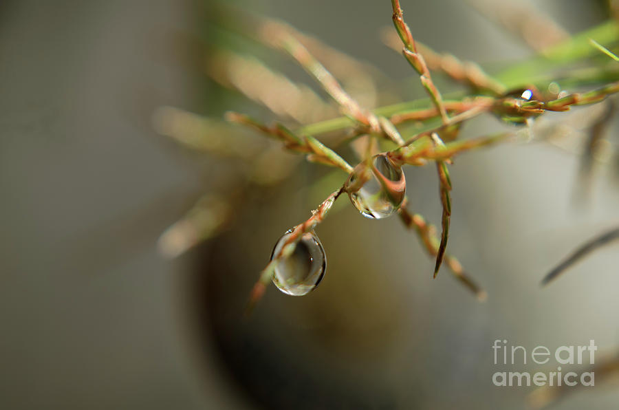 Morning Dew Drops Photograph by Michelle Meenawong