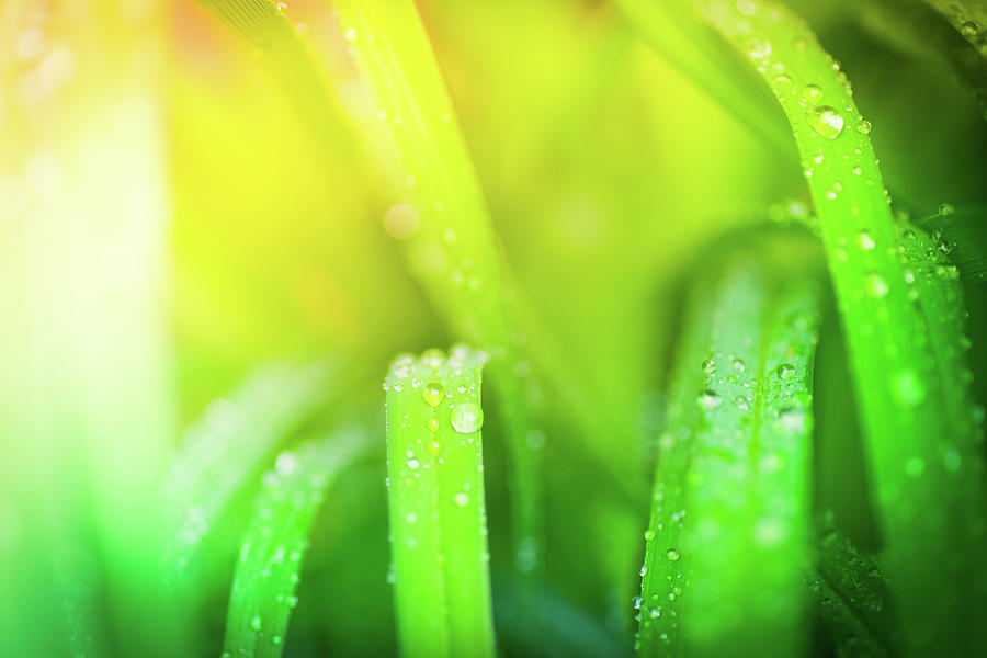 Morning Dew On Blades Of Grass During Photograph by Pawel.gaul