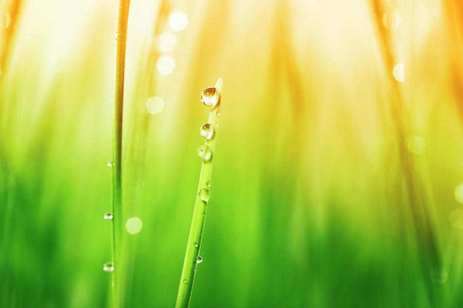 Morning Dew On Blades Of Grass During Photograph by Sbayram