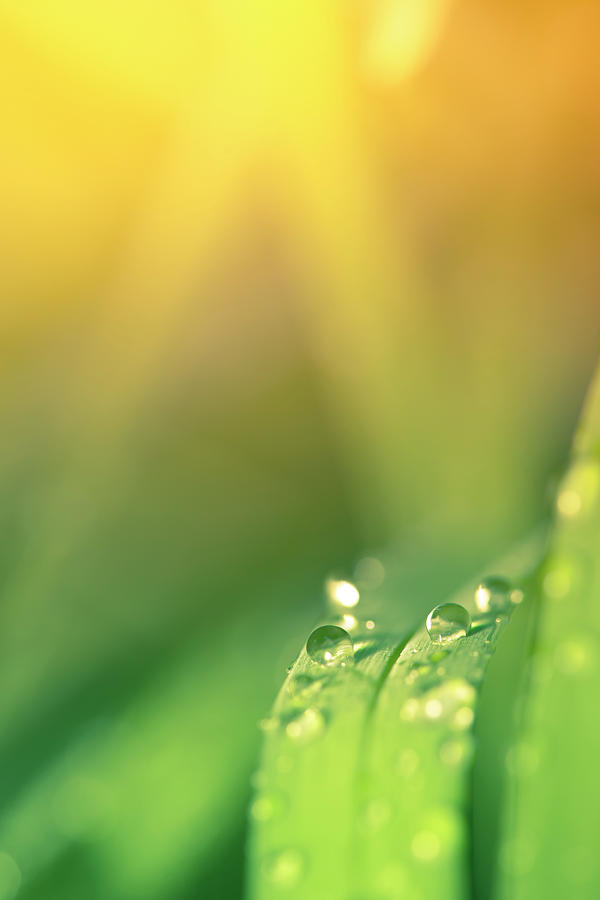 Morning Dew On Blades Of Grass With Photograph by Pawel.gaul