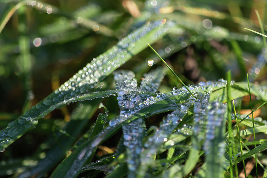 Morning dew on grass Photograph by Scott Lyons
