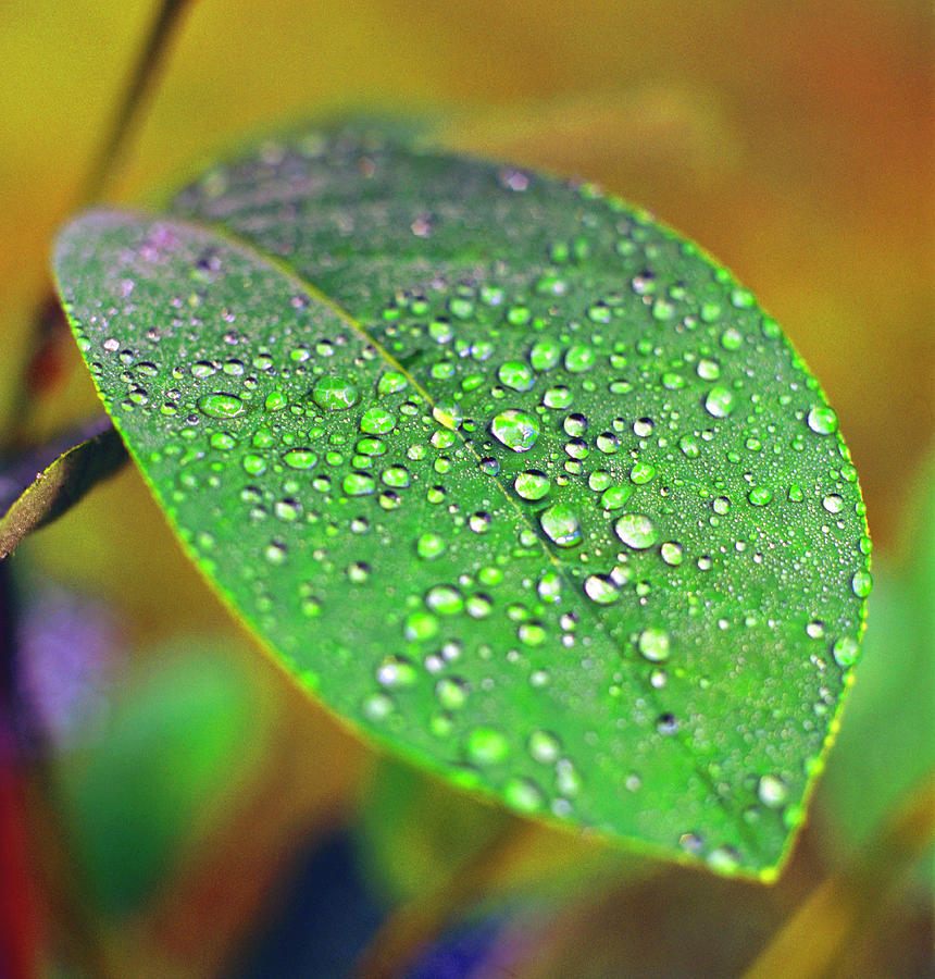 Morning Dew On Leaf Photograph by Richard Felber