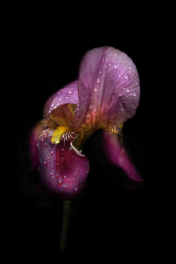 Morning Dew on the Iris  Photograph by Debra and Dave Vanderlaan
