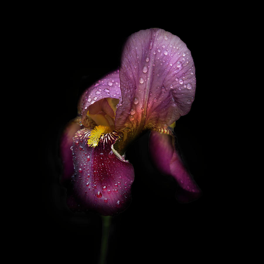 Morning Dew on the Iris in Square Photograph by Debra and Dave Vanderlaan