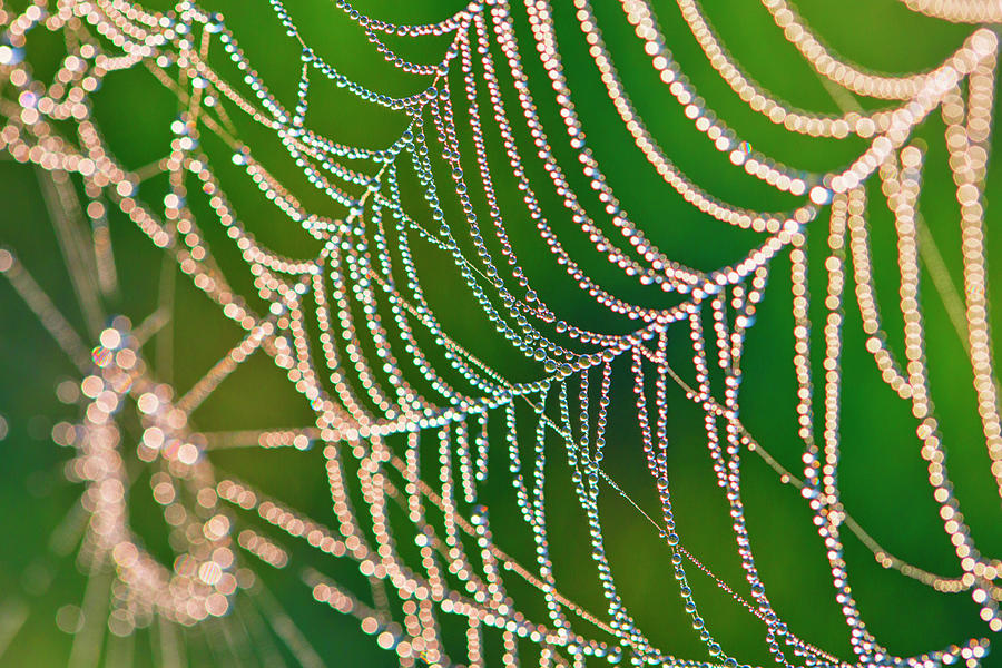Morning Dew On The Web Photograph by Gpr Photography
