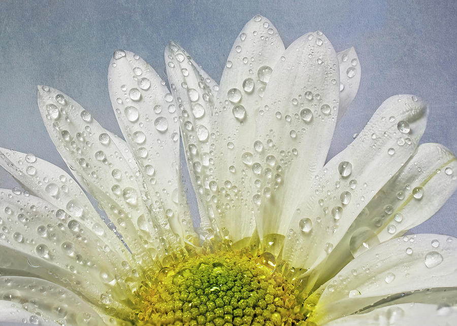 Flower Photograph - Morning Dew  by Sandi Kroll