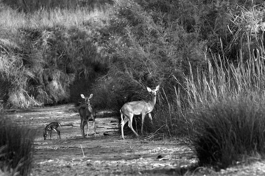 Morning Drink - Deer, Palo Duro Canyon State Park, Texas Photograph by Richard Porter