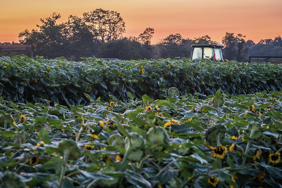 Morning Fields Photograph by Kristopher Schoenleber