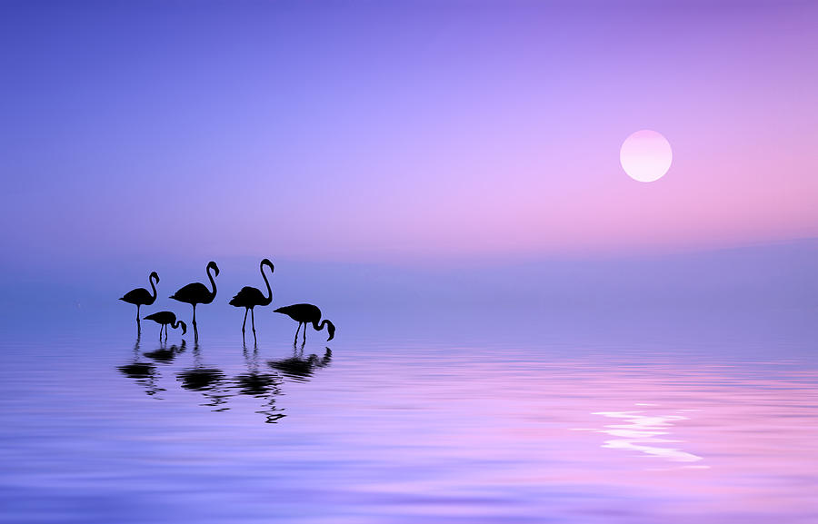 Bird Photograph - Morning Flamingo by Bess Hamiti