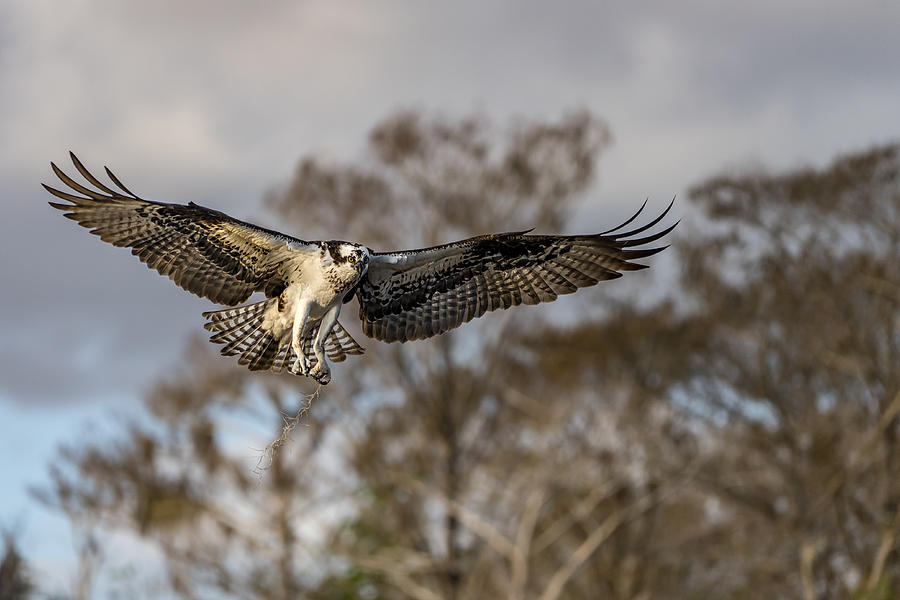 Osprey Photograph - Morning Flight ! by Alfred Forns