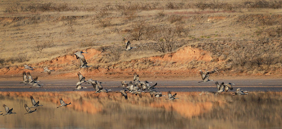 Morning Flight - Muleshoe Wildlife Refuge, Texas Photograph by Richard Porter