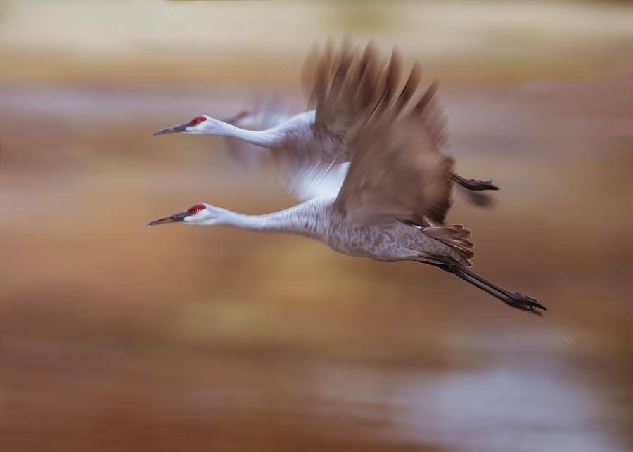 Crane Photograph - Morning Flying Out by Ming Chen